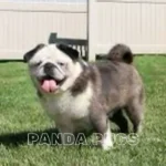 Panda Pugs