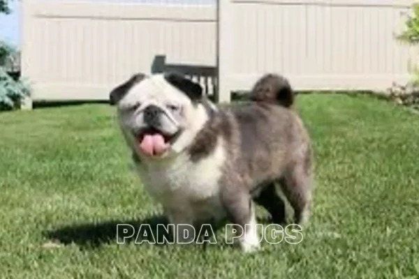 Panda Pugs