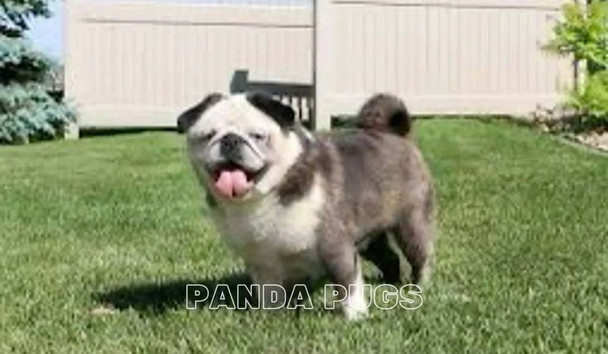 Panda Pugs