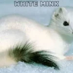 white mink