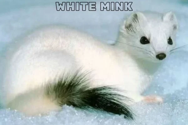 white mink