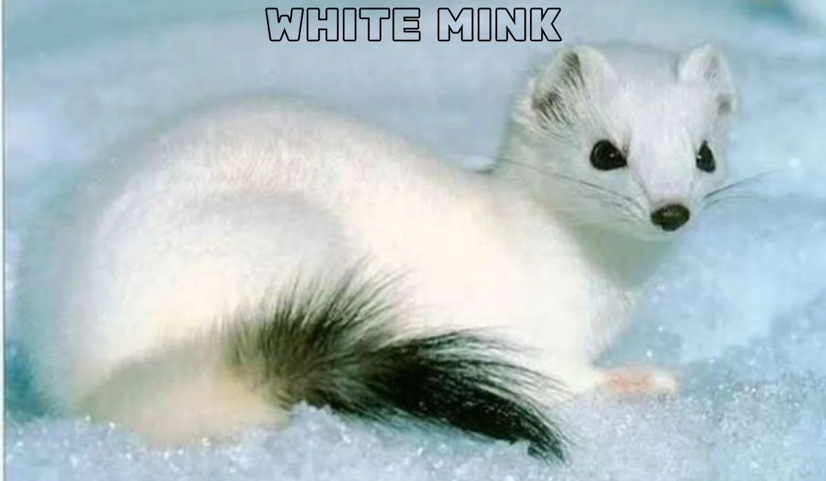 white mink