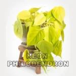 Neon Philodendron