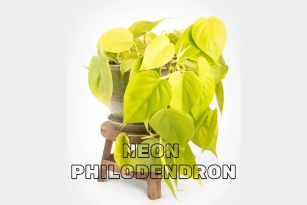 Neon Philodendron