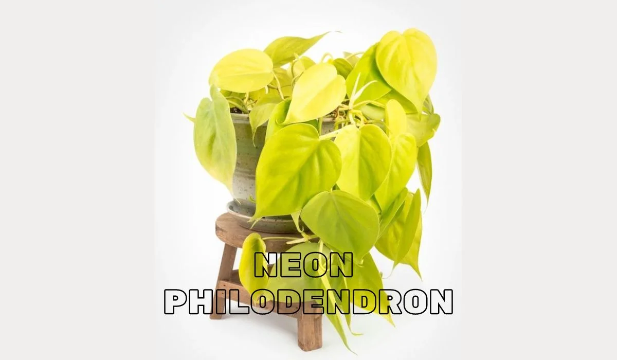 Neon Philodendron