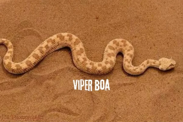 viper boa