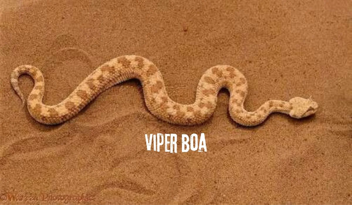 viper boa